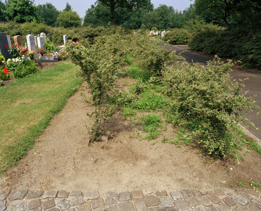 822081 Afbeelding van de begroeide graven op de 4e Algemene Begraafplaats Daelwijck (Floridadreef 11) te Utrecht.